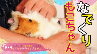 なでられて眠くなるモルモット　cute guineapig