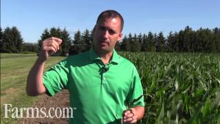 Farms.com Corn Report: Scouting For Corn Leaf Disease.