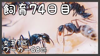 204【蟻の観察】すごい数の卵と幼虫があります！【２代目・飼育74日目】