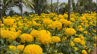 Marigold Yellow Express plants 65 days  எல்லோ எக்ஸ்பிரீஸ்￼ //ஜெகன் நர்சர் சூளகிரி//9566822789