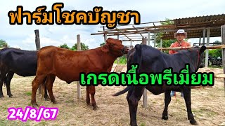 24/8/67 || สายเนื้อเกรดพรีเมี่ยม วากิว บิฟมาสเตอร์ ชาโลเลห์ แองกัส แบรงกัส อยากได้สายนี้ เราหามาให้