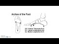 flat feet pes planus orthopedics for medical students