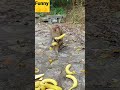 clever monkey. #monkey #animal #pet #shorts #popular #viral #trending #funnny #fun