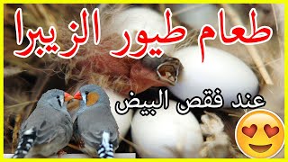 🐣الطعام الذي نقدمه لطيور الزيبرا🐦عند فقص البيض✔️