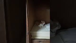 やっぱり押し入れに入ってしまった猫さん #Shorts【侵入した野良仔猫】～家猫修行中～