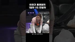 반려견 홈캠설치 1일차 vs 한달차 #shorts