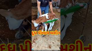 આ જાપાનની ટેકનોલોજી વાસડા નું જીવ બચાવી રહી છે 😢#shorts #gujarati #animals