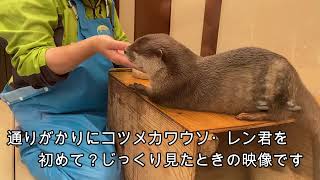 【カワウソ】カワウソについて考えてみた（伊勢シーパラダイス／水族館）