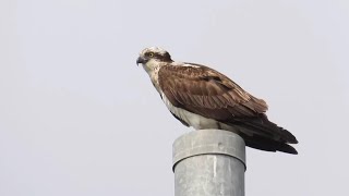 【野鳥】飛び込むミサゴ、がんばる魚狩り　　Osprey diving for fish, Japan　　 #呉市　 #猛禽類