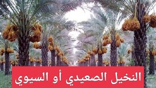 دراسة جدوي للنخيل الصعيدي بالواحات البحرية