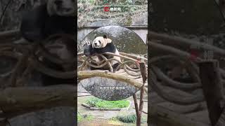 Who is visiting whom? panda lay leisurely on the arch bridge to watch the crowd.