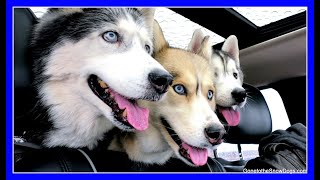 DOGS GO SHOPPING AT PETCO | Siberian Husky goes Shopping