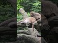 台灣獼猴formosan rock macaqve taipei zoo