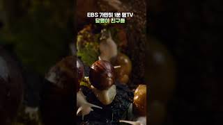 달팽이는 얼마나 느릴까? #shorts #snail