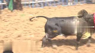 Coimbatore Jallikkattu 2022 Highlights...கோவை/ கோயம்புத்தூர் ஜல்லிக்கட்டு 2022....