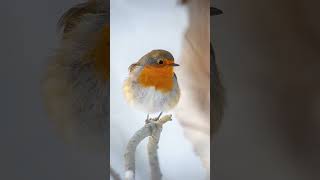 #rotkehlchen #wildlife #wildlifephotography #birdphotography