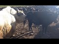 very powerful yak try meeting cow | Animals earth ||