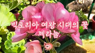 빅토리아 여왕 시대의 꽃 제라늄 이야기 #제라늄