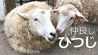 甲斐甲斐しく毛繕いする仲良しひつじさん【六甲山牧場】もこもこ過ぎて可愛いひつじさんも❤