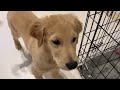 生後3ヶ月のゴールデンレトリバー、ついにお散歩デビュー！the 3 month old golden retriever finally made his walk debut