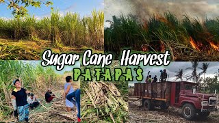 SUGAR CANE HARVEST | PATAPAS NG TUBO #tubuhan