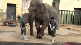 神戸市立王子動物園・アジアゾウ「ズゼ」馴致展示の様子