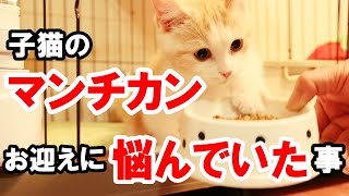 【マンチカン 子猫】お迎えに慎重になっていた訳