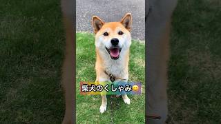 柴犬のくしゃみ😂 #shorts #柴犬 #おもしろ #かわいい #cute #shibainu #dog #癒し