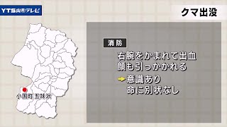 山菜採り60代男性 クマに襲われケガ 小国町