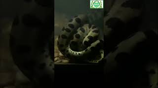 Anaconda | അനാകോണ്ട in Trivandrum Zoo