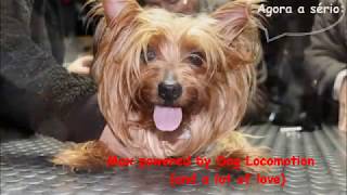 Dog Locomotion - Max