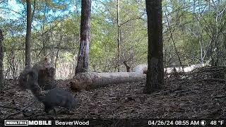 Eastern Gray Squirrel Foraging 2