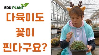 다육이꽃에 대해 공부해봐요(식물교육) 에듀플랜트(多肉植物)(たにくしょくぶつ) #다육이 #초보다육