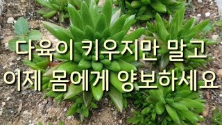 집에서 와송 키우기/와송의 효능