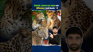 Cheetah, Leopard and Jaguar లకు difference ఏంటో తెలుసా? 😳 #cheetah #leopard #jaguar