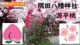 わかやま桜情報🌸源平桃【和歌山かってにＰＲ】第183回「隅田八幡神社」2022年4月3日　桜と桃に包まれる　ニュース速報