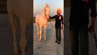 white Shaan 🐎#discovery #horse #punjab #riding #horselover #horseriding @mentalvlogger2377