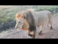 oloimina black rock male lion on patrol masaimara 1 july 2024