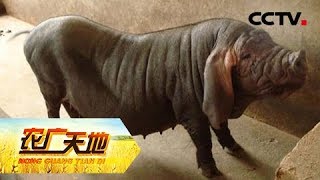 《农广天地》二花脸猪 20180828 | CCTV农业