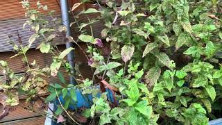 How we grow mint seeds, cum crestem seminte de menta