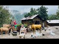 Rainy Autumn Day in a Northern Iranian Village | Picking Quince & Making Jam with Grandma