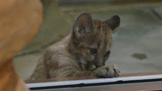 2019.4.9 Puma　ピューマ　ベガ(1歳メス) ＆ 赤ちゃん(2ヵ月)　肉片を咥えるも・・・　（日本平動物園）