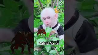 پستولی کو سات مکآبلہ کرنا کسی نے تو بتا دے #zahidnana #funny #monkey #pastoli #animals #youtubeshort