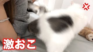 先輩猫が大激怒！！ママも一緒に怒られました＞＜【スコティッシュフォールド】 - Senior cat is very furious. Mom was also angry