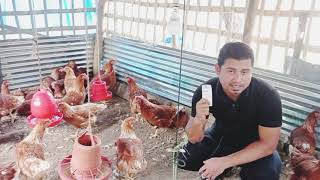 layer poultry farm  #লেয়ার মুরগি পালন পদ্ধতি