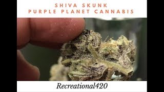 Recreational Cannabis Review of Shiva Skunk Flower By Purple Planet Cannabis