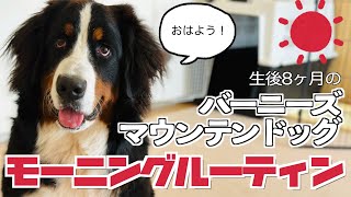 生後8ヶ月のバーニーズ モーニングルーティン