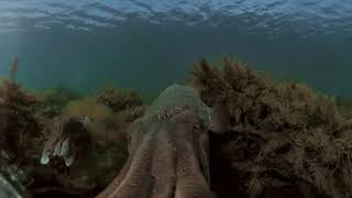 When cuttlefish attack....