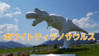 恐竜が街中に！？白いティラノサウルス現る！福井県恐竜博物館