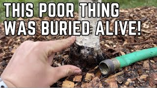 Saving My Birch Tree With Advice from Gardening Simplified! | Joshua's Garden
